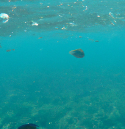 Veliko pacifičko ostrvo smeća toliko naraslo da se na njemu razvio ekosistem
