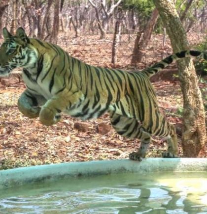 Ugrožena populacija tigrova u Indiji se oporavlja na veliko zadovoljstvo zaštitnika prirode