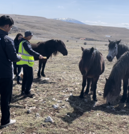 Vjetroelektrana Ivovik podržala udruženje za zaštitu divljih konja