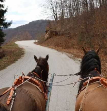 Džigal-Bektešević: Putovanje kolima koje vuku bosanski brdski konji vraća nas u prošlost