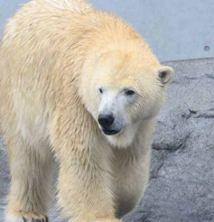 Polarni medvjedi mogli bi nestati iz zaljeva Hudson ako temperature porastu za dva stepena Celzijusa