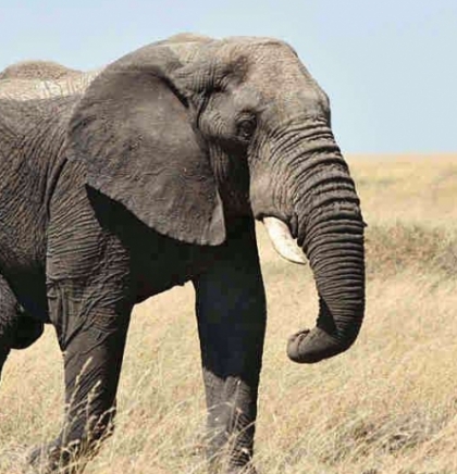 Studija pokazuje da bi slonovi mogli imati imena 