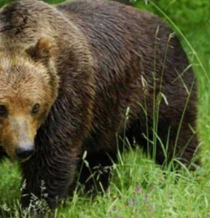 U Crnoj Gori živi više od 400 mrkih medvjeda