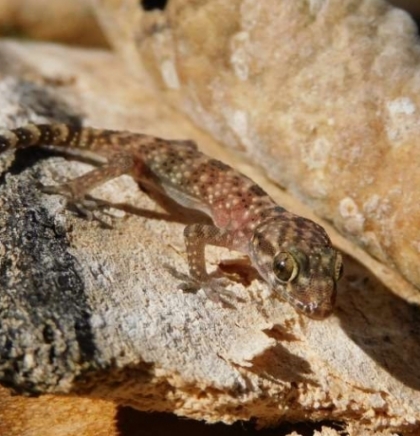 Istraživanje biodiverziteta na području Blagaja, pronađeno nekoliko važnih nalaza