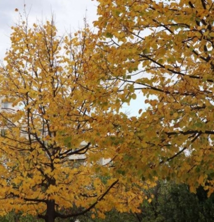 Danas pretežno oblačno vrijeme sa slabom ki&scaron;om, temperature između 6 i 11, na jugu do 15 stepeni