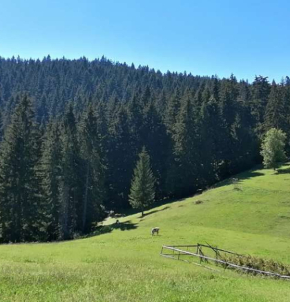 Najezda borovog četnjaka prijeti &scaron;umama u Hercegbosanskoj županiji