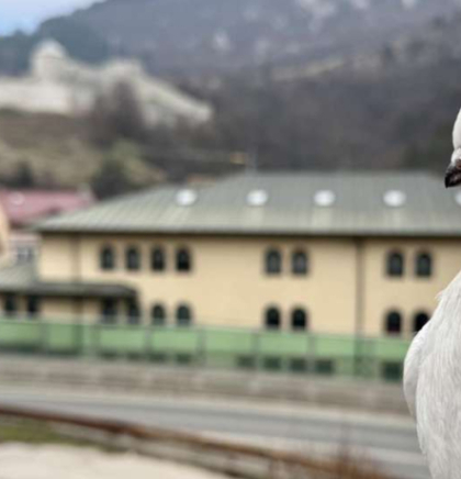 Općina Travnik pokrenula projekt za&scaron;tite autohtonog travničkog kratkokljunog goluba
