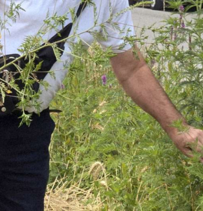 Sezona alergija u punom zamahu - Kako se za&scaron;tititi od polena ambrozije?