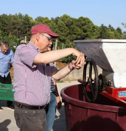 Počela berba grožđa: Hercegovački vinari očekuju kvalitetna vina 