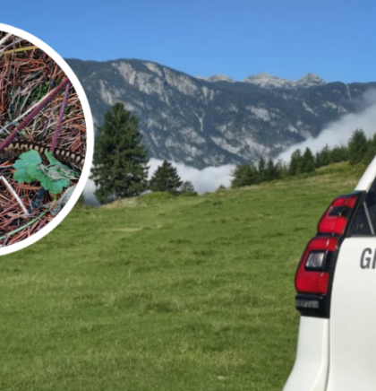 OPREZ Zmije jo&scaron; ne miruju: Otrovnica ugrizla planinara u dolini Triglavskog jezera