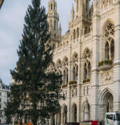 Ispred bečke gradske vijećnice postavljena impozantna smreka visoka 28 metara za zimski ugođaj 