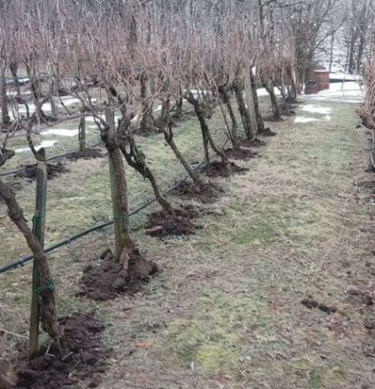 Brčko sve če&scaron;će na vinskoj mapi regiona