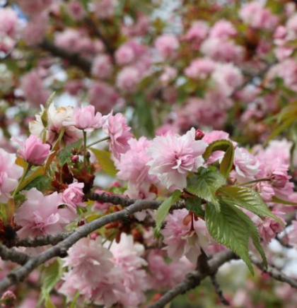 Japan zbog gužvi otkazao festival cvjetanja tre&scaron;nje kod planine Fuji 