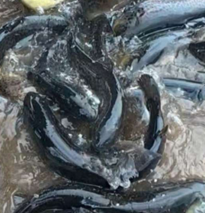 Riblji fond rijeke Drine u Goraždu bogatiji za 150 kg pastrmke