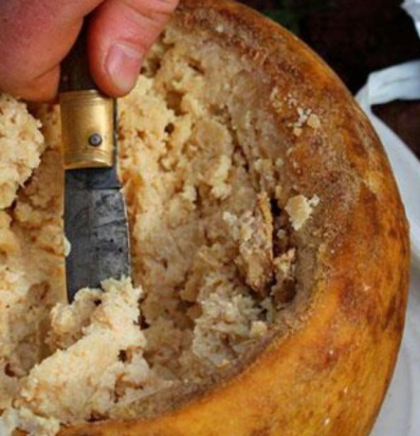 Casu marzu- sir koji je zabranjen &scaron;irom Evrope! 