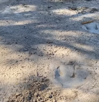 Fosil zaboravljen 40 godina potvrđen kao prva kost dinosaura pronađena na Antarktiku