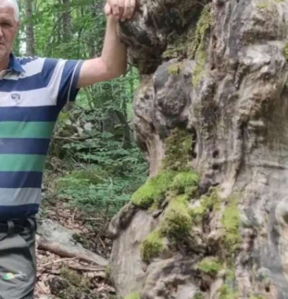 Prirodni fenomen na Vran planini: Stara odumrla bukva predložena za spomenik prirode