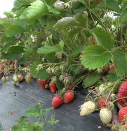 &Scaron;panske jagode među najči&scaron;ćima u Evropi, istraživanje pokazalo nizak nivo pesticida