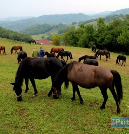 Bosnian mountain horses, endangered species
