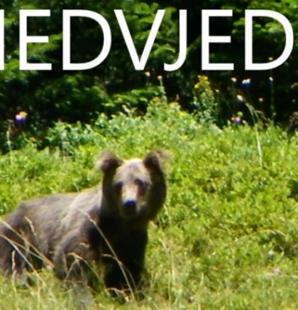 Snimljeno nedavno na Zelengori: Medvjedić u potrazi za hranom, na kupanju i u igri ...